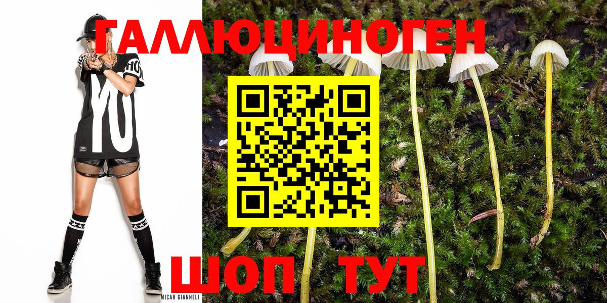 Галлюциногенные грибы Psilocybe  Дубна 